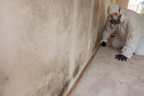 Best Environmental Consulting for Mold Prevention  in Mayfield, OH